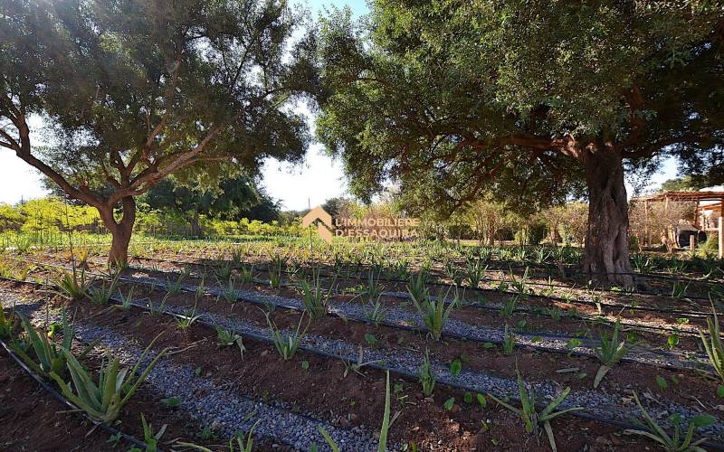 Villa Had Dra_VNA (41)